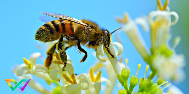 mơ thấy ong đốt đánh con gì dễ trúng
