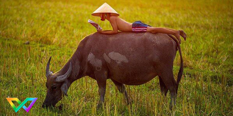 ngu-mo-thay-trau-la-diem-bao-gi