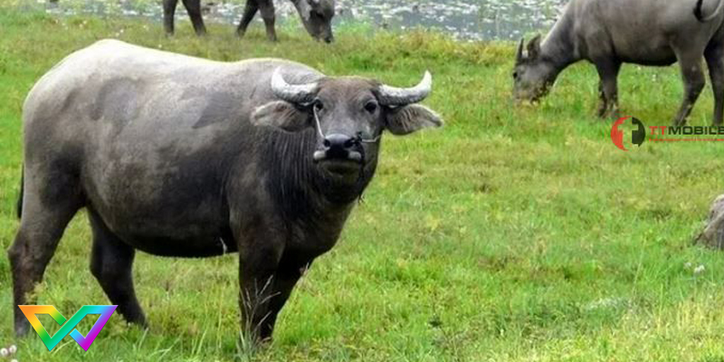 ngu-mo-thay-trau-la-diem-gi