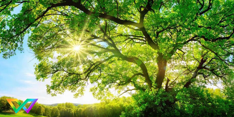 mo-thay-cay-danh-con-gi-de-trung-1