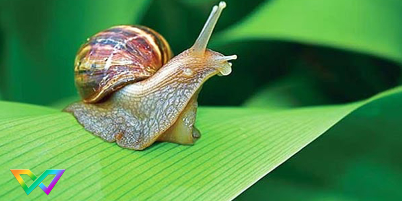 mo-thay-oc-la-diem-bao-gi-1