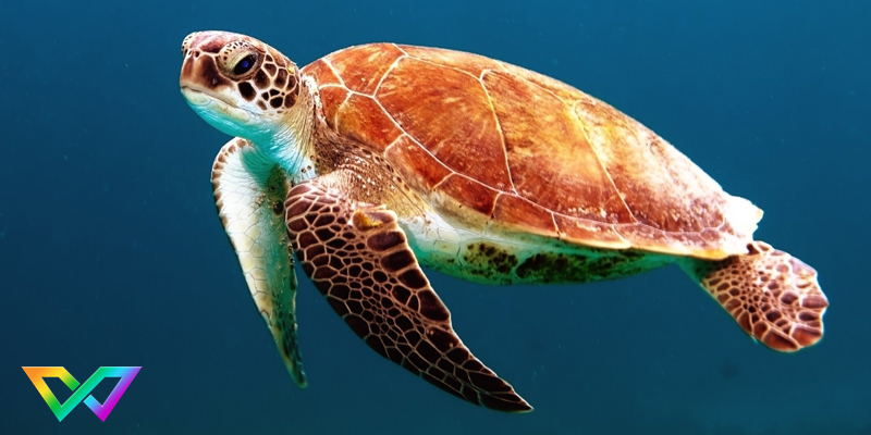 mo-thay-ba-ba-la-diem-bao-gi-3