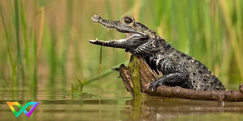 mo-thay-ca-sau-la-diem-bao-gi-2