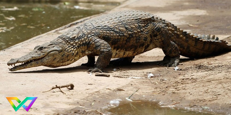 mo-thay-ca-sau-la-diem-bao-gi-3