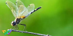 Điềm báo gì khi mơ thấy chuồn chuồn